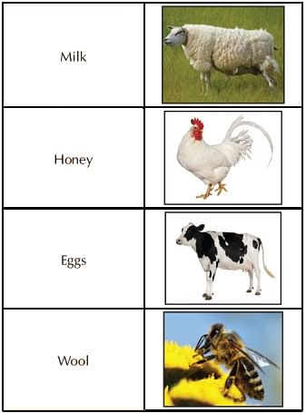 Worksheet: Domestic Animals - Notes | Study Science for Class 2 - Class 2
