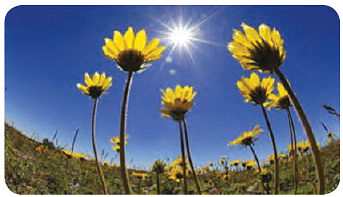 Sunflowers turn towards light