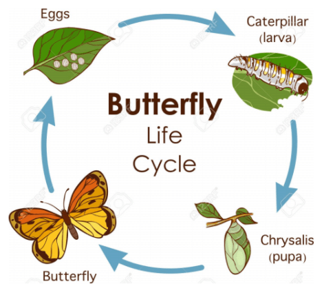 Worksheet Solution: Reproduction in Animals - Notes | Study Science for Class 4 - Class 4 Worksheet Solution: Reproduction in Animals - Notes | Study Science for Class 4 - Class 4