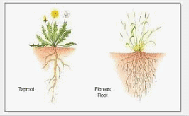 Worksheet Solution: The Plant Fairy Notes | Study EVS for Class 3 - Class 3