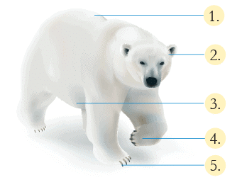 Worksheet: Adaptation in Animals - Notes | Study Science for Class 4 - Class 4 Worksheet: Adaptation in Animals - Notes | Study Science for Class 4 - Class 4