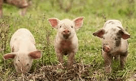 NCERT Solutions - Three Little Pigs Notes | Study English for Class 1 (Marigold) - Class 1