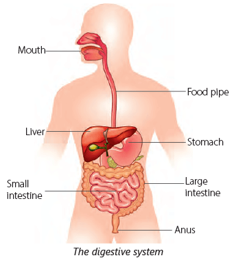 chapter notes human body organ systems notes study science for class 3 class 3