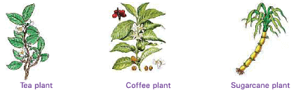 Chapter Notes: Food from Plants - Notes | Study Science for Class 1 - Class 1