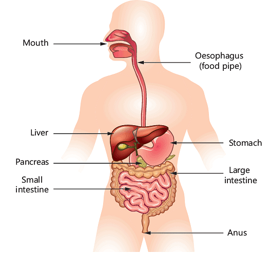 Digestive Tract Stock Photo | Royalty-Free | FreeImages