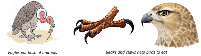 Chapter Notes: Animals: Feeding Habits - Notes | Study Science for Class 3  - Class 3