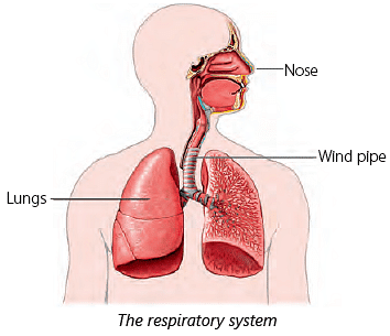 Chapter Notes: Human Body: Organ Systems Notes | Study Science for Class 3 - Class 3