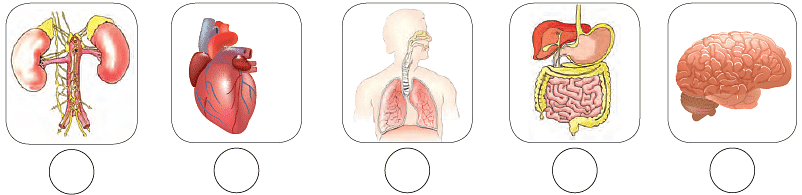 Worksheet: Human Body: Organ Systems | Science for Class 3