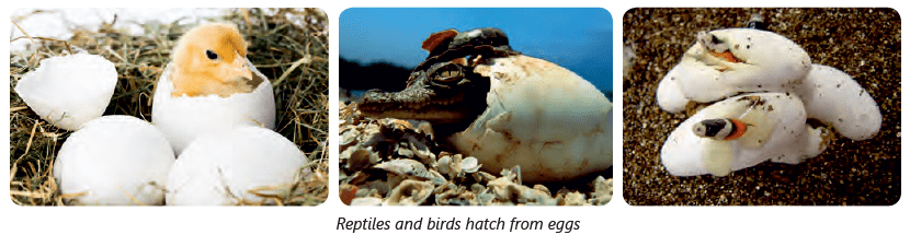 Chapter Notes: Animals: Feeding Habits Notes | Study Science for Class 3 - Class 3