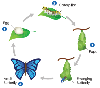 Chapter Notes: Reproduction in Animals - Notes | Study Science Olympiad Class 4 - Class 4 Chapter Notes: Reproduction in Animals - Notes | Study Science Olympiad Class 4 - Class 4