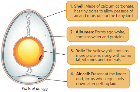 Chapter Notes: Reproduction in Animals - Notes | Study Science Olympiad Class 4 - Class 4 Chapter Notes: Reproduction in Animals - Notes | Study Science Olympiad Class 4 - Class 4