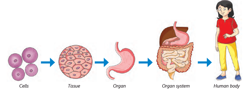 chapter notes human body organ systems notes study science for class 3 class 3