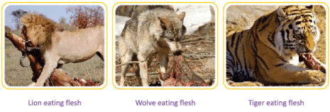 Chapter Notes: Animals- Food and Shelter - Notes | Study Science for Class 1 - Class 1 Chapter Notes: Animals- Food and Shelter - Notes | Study Science for Class 1 - Class 1