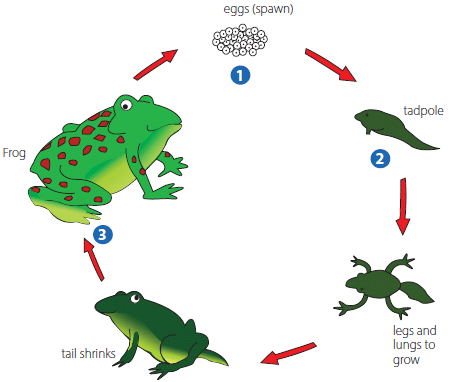 Chapter Notes: Reproduction in Animals - Notes | Study Science for Class 4 - Class 4 Chapter Notes: Reproduction in Animals - Notes | Study Science for Class 4 - Class 4