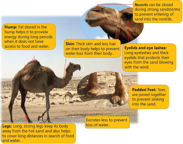 Chapter Notes: Adaptation in Animals - Notes | Study Science Olympiad Class 4 - Class 4 Chapter Notes: Adaptation in Animals - Notes | Study Science Olympiad Class 4 - Class 4