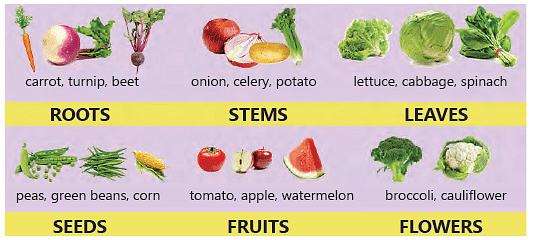 Chapter Notes: How Do Plants Make Their Food Notes | Study Science for  Class 4 - Class 4