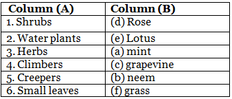 What are creepers? - EduRev Class 6 Question