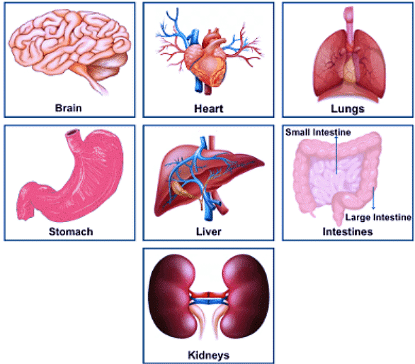 Human Body Chapter Notes - Science Olympiad for Class 2 PDF Download