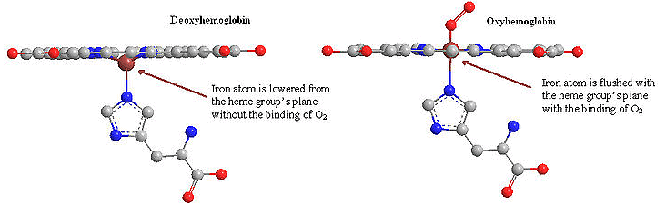 Struture & Functions of Haemoglobin, Myoglobin & Carbonic Anhydrase Notes | Study Inorganic Chemistry - Chemistry