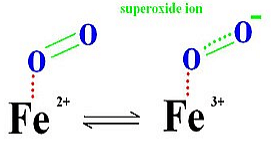 Struture & Functions of Haemoglobin, Myoglobin & Carbonic Anhydrase Notes | Study Inorganic Chemistry - Chemistry