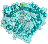 Mg2+ as a co-factor in an enzyme