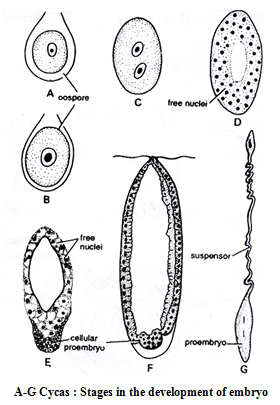 Doc: Cycas - Class 11 PDF Download