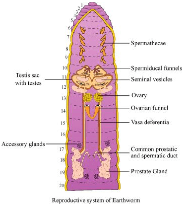 NCERT Solutions: Structural Organisation in Animals - Notes | Study Biology Class  11 - NEET