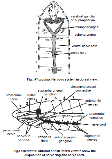 Earthworm, Chapter Notes, Class 11, Biology PDF Download