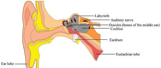 Fig: Structure of Human Ear