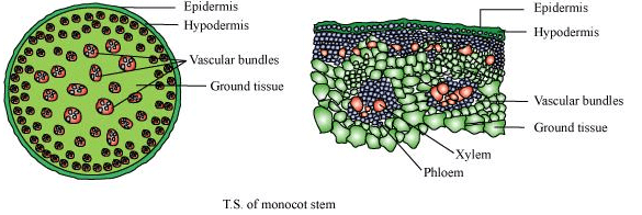 NCERT Solutions: Anatomy of Flowering Plants | NCERTs at Fingertips: Textbooks, Tests & Solutions - NEET