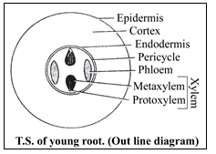 Doc: Cycas - Class 11 PDF Download