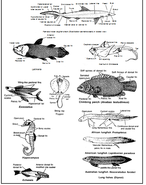 Super Class - Pisces (Chondrichthyes and Osteichthyes) - Biology for ...