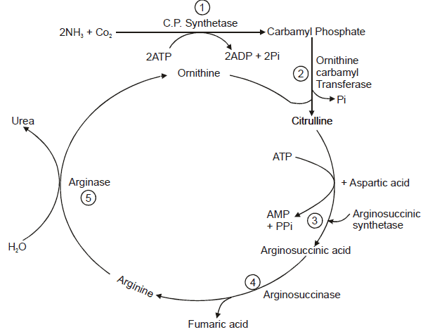 Elimination: Nitrogenous Wastes - Notes | Study Biology Class 11 - NEET