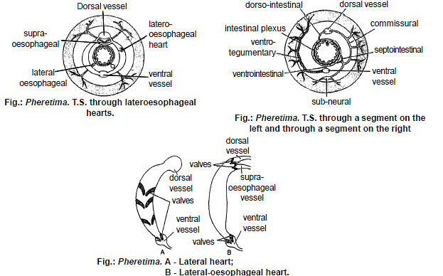 Earthworm Chapter Notes Class 11 Biology Pdf Download 