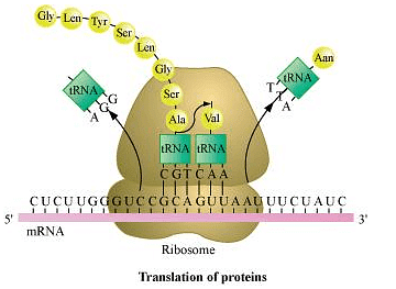 Fig: Translation of proteins