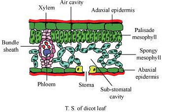 NCERT Solutions: Anatomy of Flowering Plants | NCERTs at Fingertips: Textbooks, Tests & Solutions - NEET