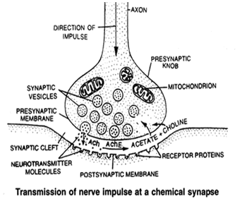 Transmission of Nerve Impulses - Biology Class 11 - NEET PDF Download
