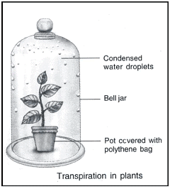 Transportation in Plants Notes | Study Science Class 10 - Class 10