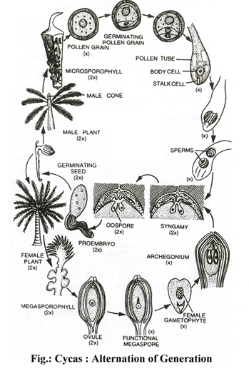 Doc: Cycas - Class 11 PDF Download