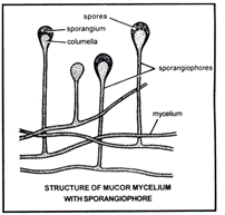 Mucor and Rhizopus - Class 11 PDF Download
