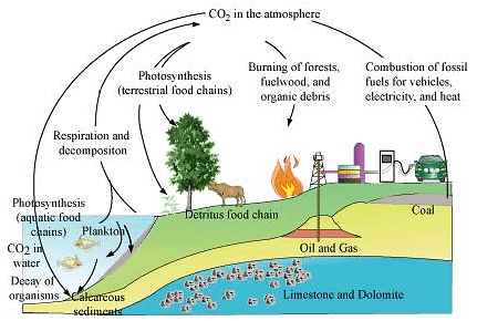 Fig: Carbon cycle