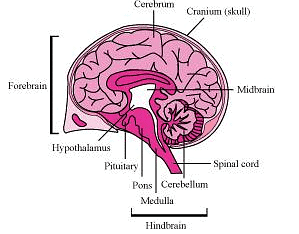 Fig: Structure of Brain