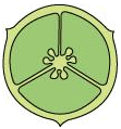 NCERT Solutions: Morphology of Flowering Plants Notes | Study Biology Class 11 - NEET