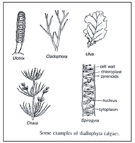Plant Kingdom Notes | Study Science Class 9 - Class 9