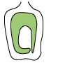 NCERT Solutions: Morphology of Flowering Plants Notes | Study Biology Class 11 - NEET