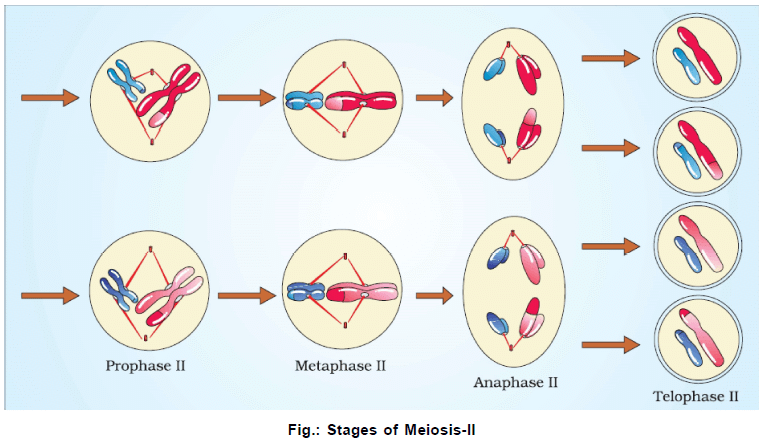 Cell Division, Chapter Notes, Class 11, Biology PDF Download