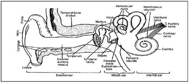 The Tongue and Ear - Biology A-Level - A Level PDF Download