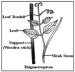 Coordination in Plants | Biology for Grade 10