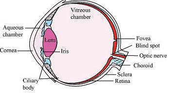 Fig: Structure of Human eye