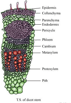 NCERT Solutions: Anatomy of Flowering Plants | NCERTs at Fingertips: Textbooks, Tests & Solutions - NEET